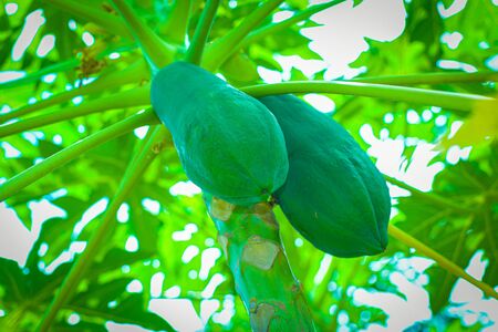 Papaya On Tree. Looks Attractive On Background Of Leaves.の写真素材