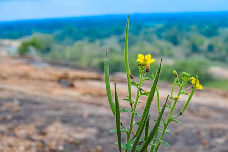 Yellow Wild Flowers On Top Of Hills Looking Beautiful.