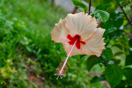 Wite Chaina Rose Mandar Flower With Green Leaves & Branches At The Garden 01の写真素材