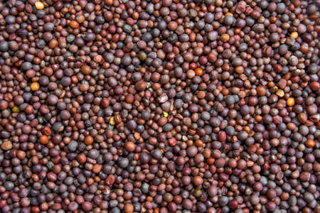 Close Up Background Texture Of A Pile Of Black Mustard Seeds.の写真素材