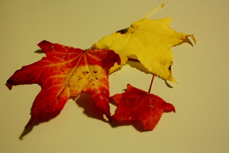 maple leavesの写真素材