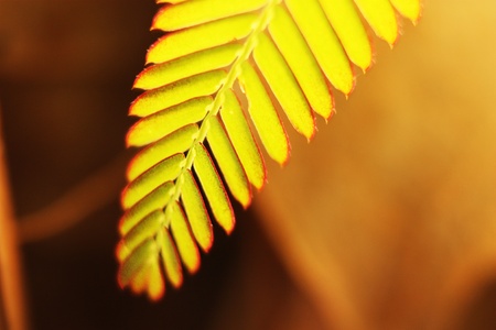 Beautiful macro tamarind leafの写真素材