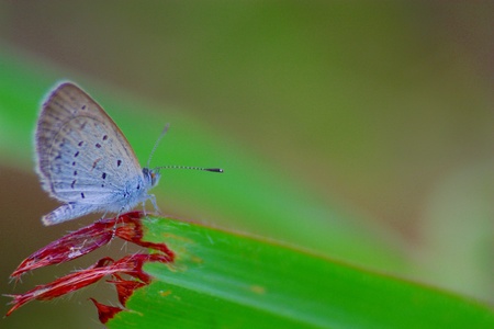 Beautiful butterfly stopping on the leaf
