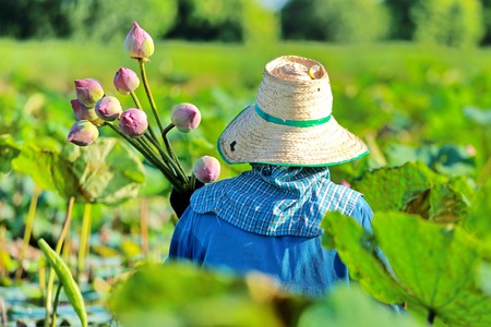 farmer collects lotus flowers in lotus ponds.の写真素材