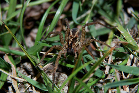 The glitching eyed spider on the grassの写真素材