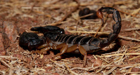 A scary scorpion in middle of deserted areaの写真素材