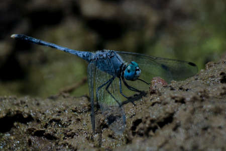 A dragon fly in vibrant blueの写真素材