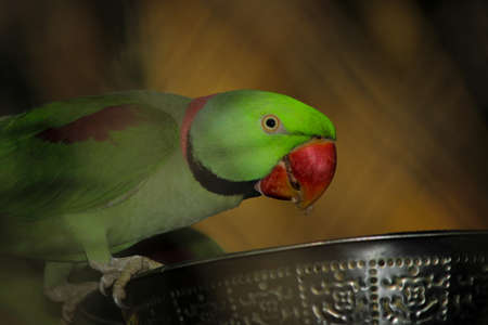 A parrot eating food from bowlの写真素材
