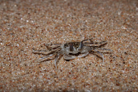 A little crab on sand from beachの写真素材