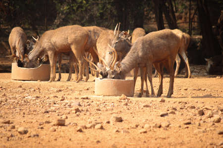 A herd of deer drinking water from the potの写真素材