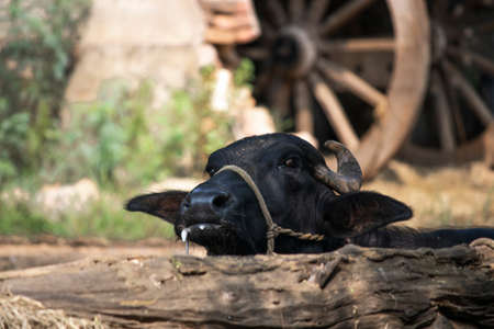 A buffalo lying down with hypersalivation