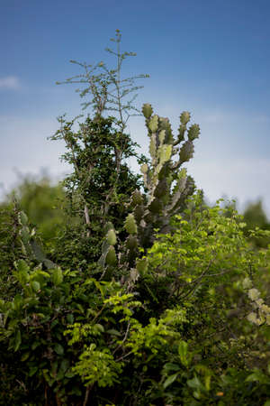 Indian Cactus growing along with other plantsの写真素材