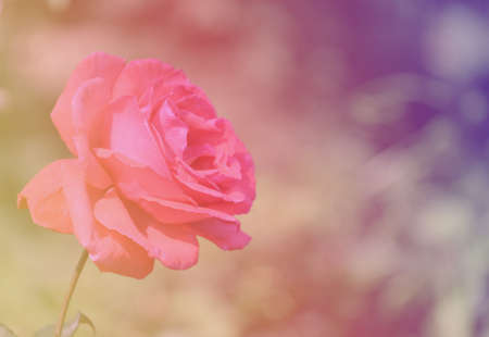 Redrose in the garden の素材