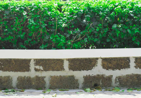 Hedges along the sides of the morning with sunny weather.の写真素材