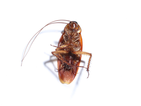 Dead cockroaches white background