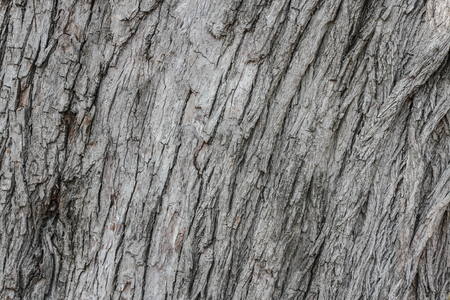 Striped bark bracket for background.
