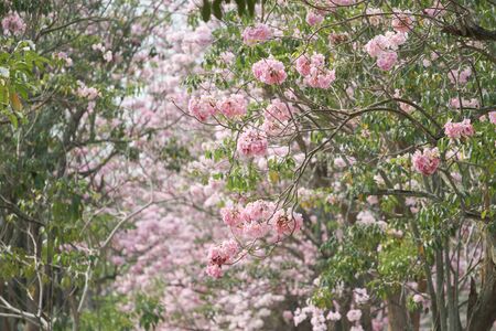 Pink Pantip blossom flowers on the tree.soft focus