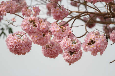 Pink Pantip blossom flowers on the tree.soft focus