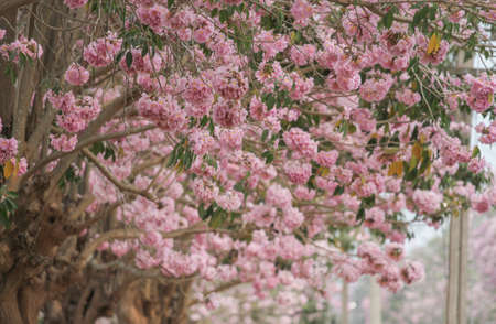 Pink Pantip blossom flowers on the tree.soft focus