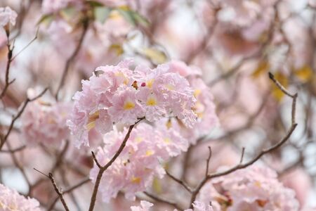 Pink Pantip blossom flowers on the tree.soft focusの写真素材