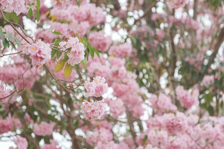 Pink Pantip blossom flowers on the tree.soft focusの写真素材