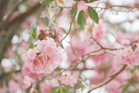 Pink Pantip blossom flowers on the tree.soft focusの写真素材
