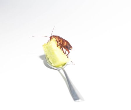 Cockroaches are eating snacks Which is a vehicle for various pathogens And is offensive