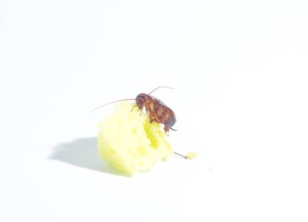 Cockroaches are eating snacks Which is a vehicle for various pathogens And is offensive