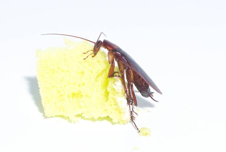Cockroaches are eating snacks Which is a vehicle for various pathogens And is offensive