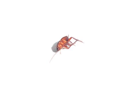 Cockroaches are eating snacks Which is a vehicle for various pathogens And is offensive