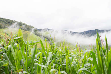 Corn peaks in the mountains