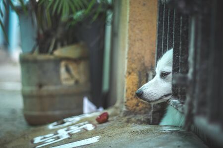 Pet looking outside from home gate.While everyone is staying indoors during the Coronavirus lockdown with our pets. Being locked inside is not easy for anyone, especially our four-legged friendsの写真素材