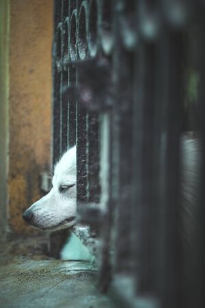 Pet looking outside from home gate.While everyone is staying indoors during the Coronavirus lockdown...