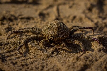 Catching fresh Indian Crabs for selling on beach sand fish market. Fresh and Tasty world famous indian crabsの写真素材