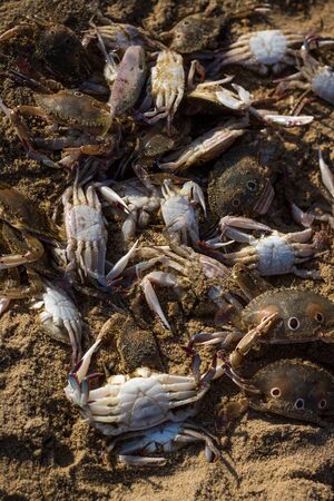 Catching fresh Indian Crabs for selling in beach fish market. Fresh and Tasty world famous indian crabsの写真素材