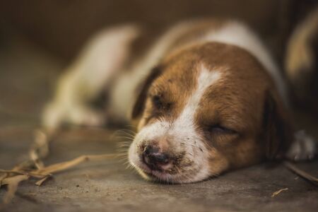 Cute sleeping street dog puppy. Small puppy dog Sleeping on the Market road in India. Home less Street dog puppy lying.の写真素材