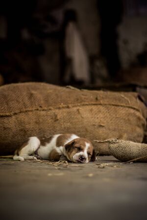 Cute sleeping street dog puppy. Small puppy dog Sleeping on the Market road in India. Home less Street dog puppy lying.の写真素材