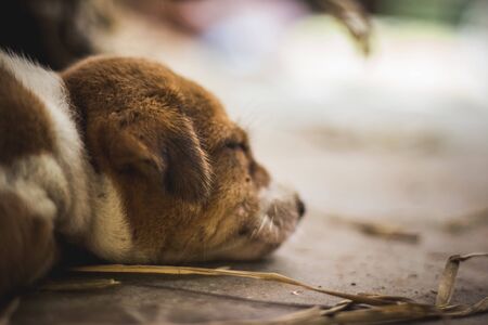 Cute sleeping street dog puppy. Small puppy dog Sleeping on the Market road in India. Home less Street dog puppy lying.の写真素材