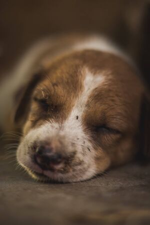 Cute sleeping street dog puppy. Small puppy dog Sleeping on the Market road in India. Home less Street dog puppy lying.の写真素材