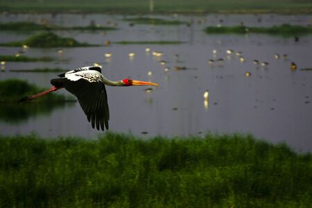 The painted stork (Mycteria leucocephala) flying above the marshland A Painted Stork bird took from the water.の写真素材