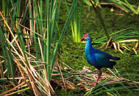 purple swamphen also called as Western swamphen hunting on marshland. Colorful Purple Swamphen with big foot and long fingers walking and feeding on the seashore Chennai. India.の写真素材