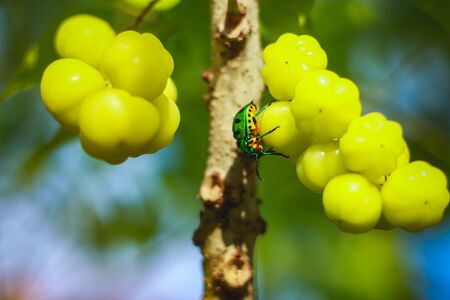 Jewel bug Beetle on star gooseberry tree, Lychee Shield is also called as Chrysocoris stollii. Scutelleridae is a family of true bugs. Lychee Shield Bug. Phyllanthus acidus tree.の写真素材