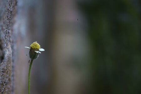 Solo Chamomiles flowers on filed with green background.