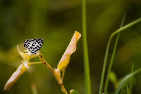White Butterfly with black stripes wing on leaf with space for text in green background. Rhopaloceraの写真素材