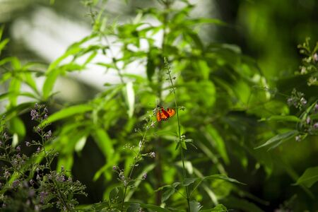 Red and Black Butterfly in nature habitat. Monarch, Danaus plexippus, Butterfly in the green forest on nature background. Rhopaloceraの写真素材