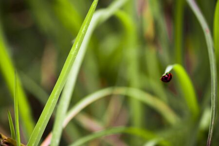 Ladybug or red Beetle on edge of green grass with isolated on green background. Space of Text copy....