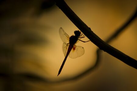 Dragonfly Silhouette with selective focus with the sun light in the background.の写真素材