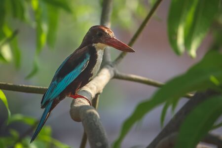 Kingfisher in the wild on India. Indian white breasted kingfisher bird resting on a perch. Alcedo atthis Bird sitting on a branch.の写真素材