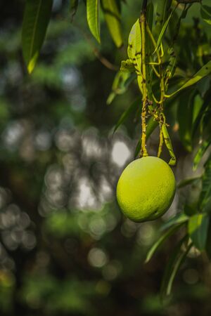 Green mango ready to pick from mango tree.の写真素材