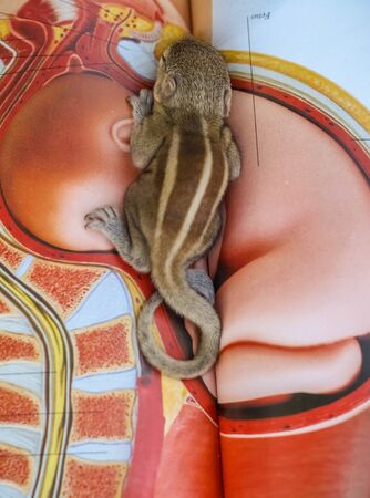 Baby squirrel sleeping on Book of Zoology, Common indian baby squirrel sleeping on the book. Blur background.の写真素材